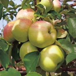 Яблоня Богатырь (Malus domestica 'Bogatyr')