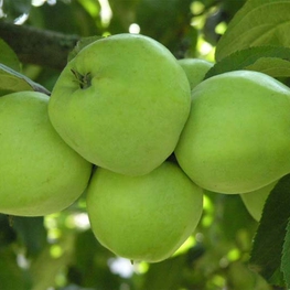 Яблоня Антоновка обыкновенная (Malus domestica 'Antonovka Obyknovennaya')