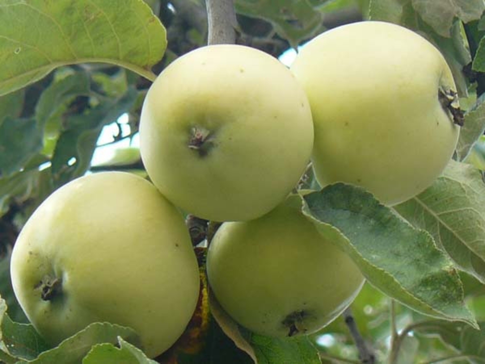 Яблоня Налив белый (Malus domestica 'Naliv Belyi')