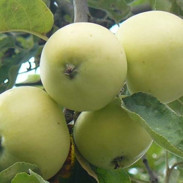 Яблоня Налив белый (Malus domestica 'Naliv Belyi')