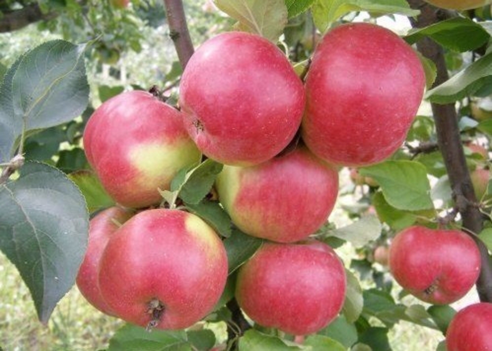 Яблоня Жигулевское (Malus domestica 'Zhigulevskoe')