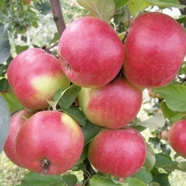 Яблоня Жигулевское (Malus domestica 'Zhigulevskoe')