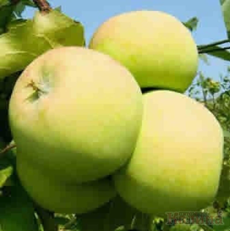 Яблоня Мартовское (Malus domestica 'Martovskoe')
