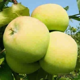 Яблоня Мартовское (Malus domestica 'Martovskoe')