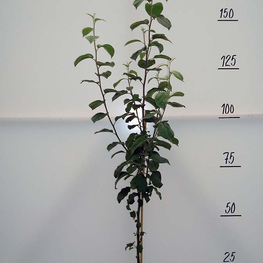 Яблоня Мартовское (Malus domestica 'Martovskoe')