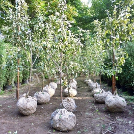 Яблоня Мартовское (Malus domestica 'Martovskoe')