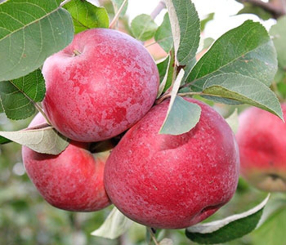 Яблоня Лобо (Malus domestica 'Lobo')