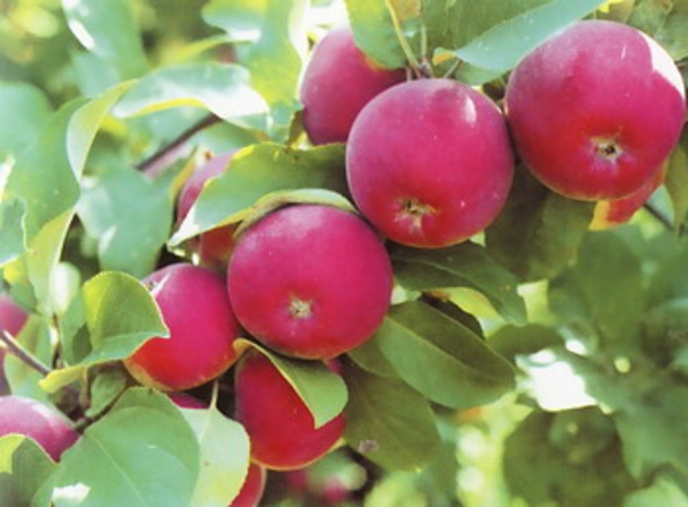Яблоня Орлик (Malus domestica 'Orlik')