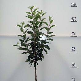 Яблоня Орлик (Malus domestica 'Orlik')