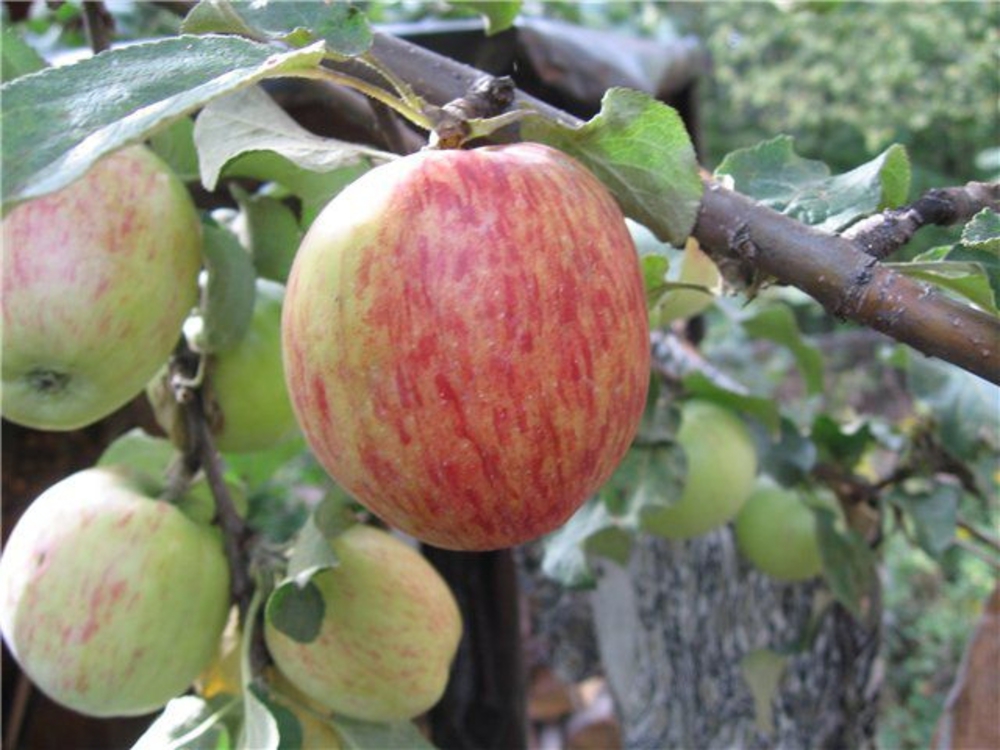 Яблоня Орловское полосатое (Malus domestica 'Orlovskoe Polosatoe')