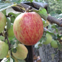 Яблоня Орловское полосатое (Malus domestica 'Orlovskoe Polosatoe')