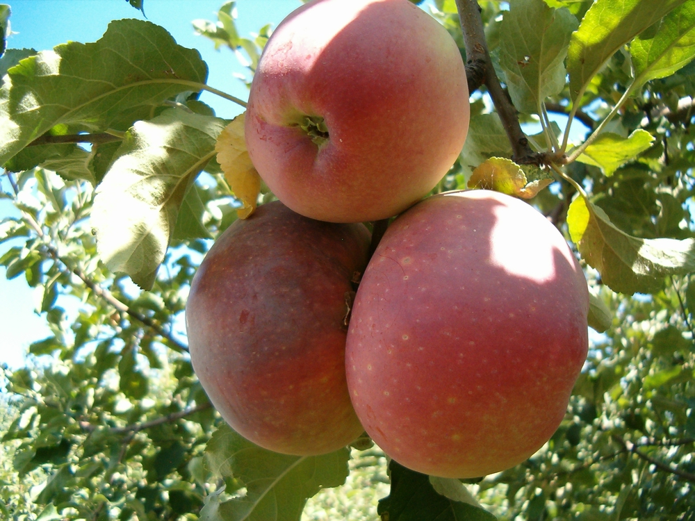 Яблоня Апорт Асс (Malus domestica 'Aport Ass')