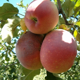 Яблоня Апорт Асс (Malus domestica 'Aport Ass')