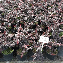 Барбарис Тунберга Дартс Ред Леди (Berberis thunbergii 'Dart's Red Lady')