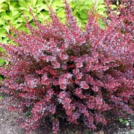 Барбарис Тунберга Харлекин (Berberis thunbergii 'Harlequin')