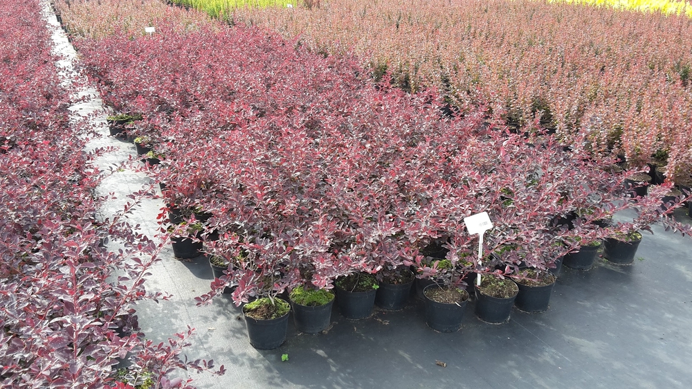 Барбарис оттавский Суперба (Berberis x ottawensis 'Superba')