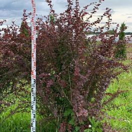 Барбарис оттавский Суперба (Berberis x ottawensis 'Superba')