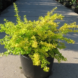 Барбарис Тунберга Ауреа (Berberis thunbergii 'Aurea')