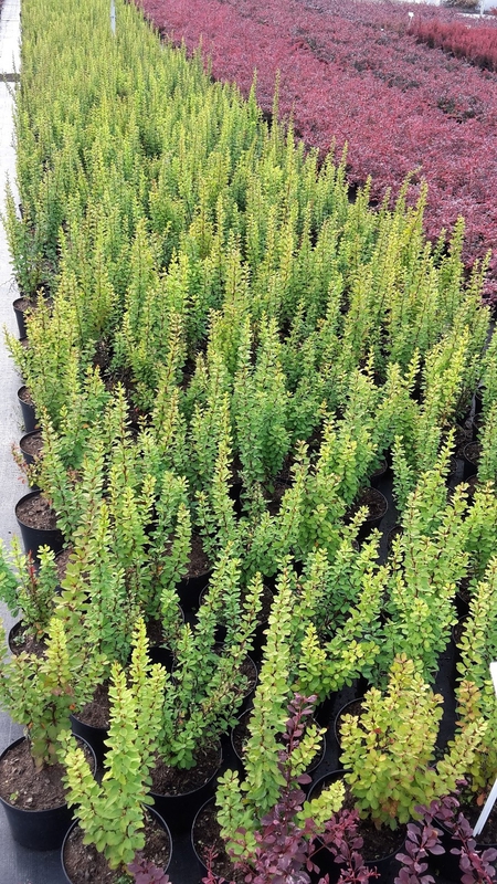 Барбарис Тунберга Эректа (Berberis thunbergii 'Erecta')