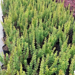 Барбарис Тунберга Эректа (Berberis thunbergii 'Erecta')