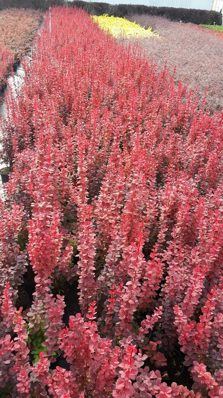 Барбарис Тунберга Оранж Рокет (Berberis thunbergii 'Orange Rocket')