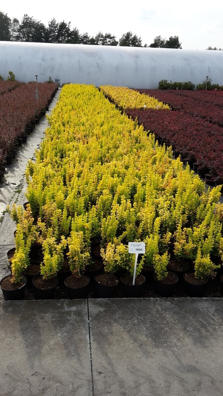 Барбарис Тунберга Мария (Berberis thunbergii 'Maria')