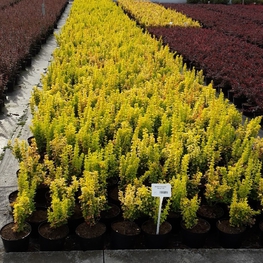 Барбарис Тунберга Мария (Berberis thunbergii 'Maria')