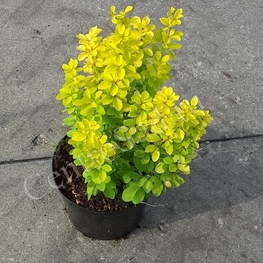 Барбарис Тунберга Мария (Berberis thunbergii 'Maria')