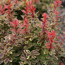 Барбарис Тунберга Коронита (Berberis thunbergii 'Coronita')