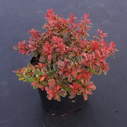 Барбарис Тунберга Адмирейшн (Berberis thunbergii 'Admiration')