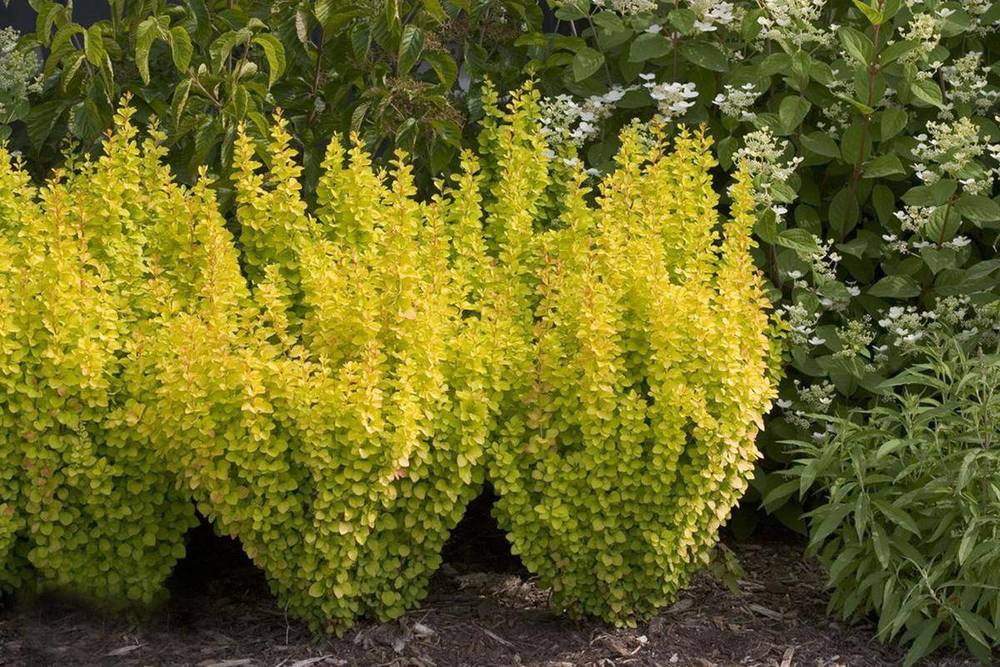 Барбарис Тунберга Голден Рокет (Berberis thunbergii 'Golden Rocket')