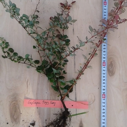 Барбарис Тунберга Роуз Глоу (Berberis thunbergii 'Rose Glow')