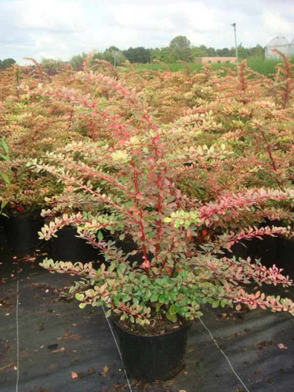 Барбарис Тунберга Старбёрст (Berberis thunbergii 'Starburst')