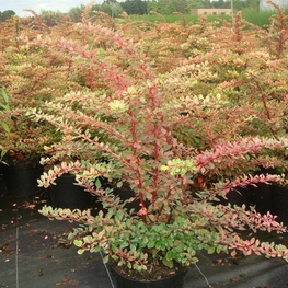 Барбарис Тунберга Старбёрст (Berberis thunbergii 'Starburst')