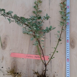 Барбарис Тунберга Старбёрст (Berberis thunbergii 'Starburst')