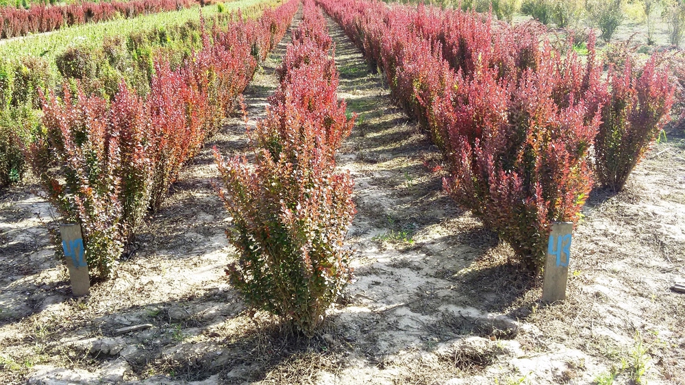 Барбарис Тунберга Ред Пиллар (Berberis thunbergii 'Red Pillar')