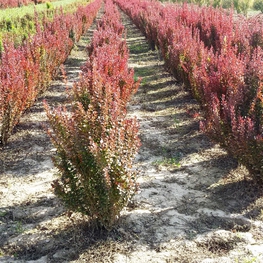 Барбарис Тунберга Ред Пиллар (Berberis thunbergii 'Red Pillar')