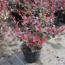 Барбарис оттавский Аурикома (Berberis x ottawensis 'Auricoma')