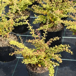 Барбарис Тунберга Грин Орнамент (Berberis thunbergii 'Green Ornament')
