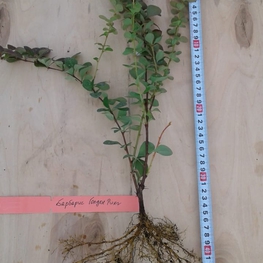 Барбарис Тунберга Голден Ринг (Berberis thunbergii 'Golden Ring')