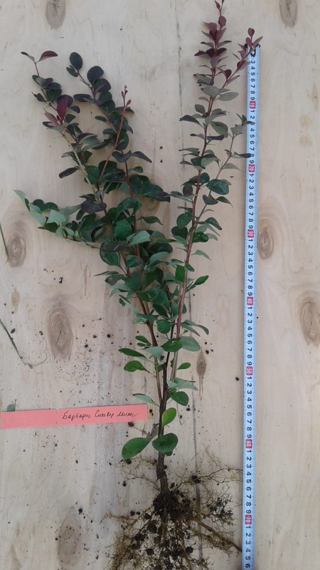 Барбарис оттавский Сильвер Майлз (Berberis x ottawensis 'Silver Miles')