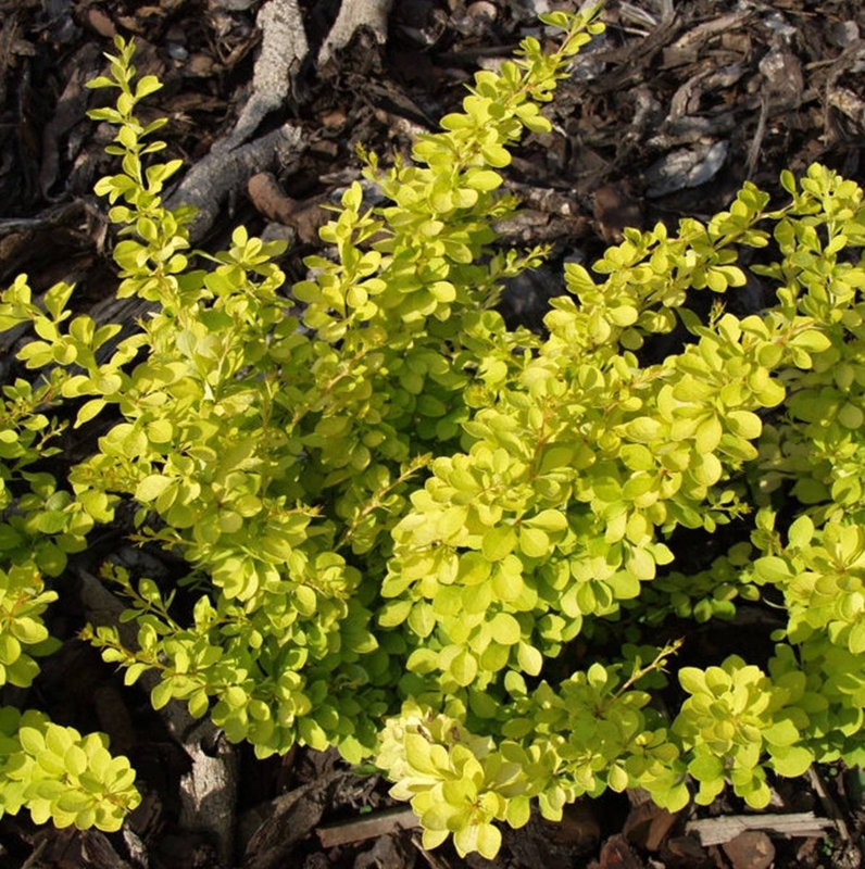 Барбарис Тунберга Голдалита (Berberis thunbergii 'Goldalita')