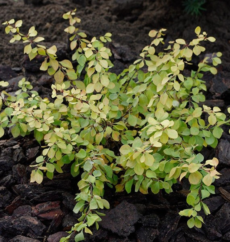 Барбарис Тунберга Голден Хорайзон (Berberis thunbergii 'Golden Horizon')