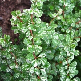 Барбарис Тунберга Келлерис (Berberis thunbergii 'Kelleriis')