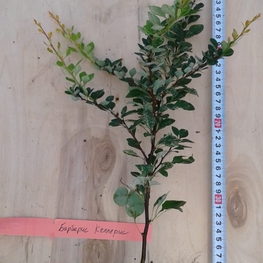Барбарис Тунберга Келлерис (Berberis thunbergii 'Kelleriis')