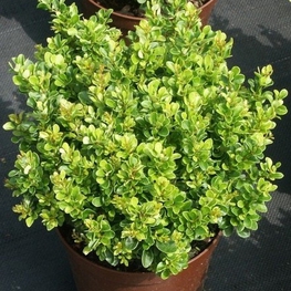 Барбарис Тунберга Кобольд (Berberis thunbergii 'Kobold')