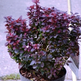 Барбарис Тунберга Конкорд (Berberis thunbergii 'Concorde')