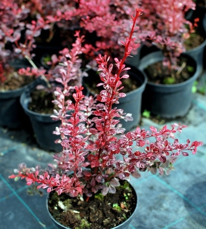 Барбарис Тунберга Пинк Квин (Berberis thunbergii 'Pink Queen')