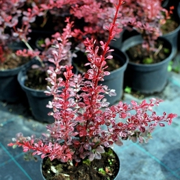 Барбарис Тунберга Пинк Квин (Berberis thunbergii 'Pink Queen')