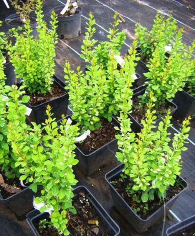 Барбарис Тунберга Паувау (Berberis thunbergii 'Powwow')